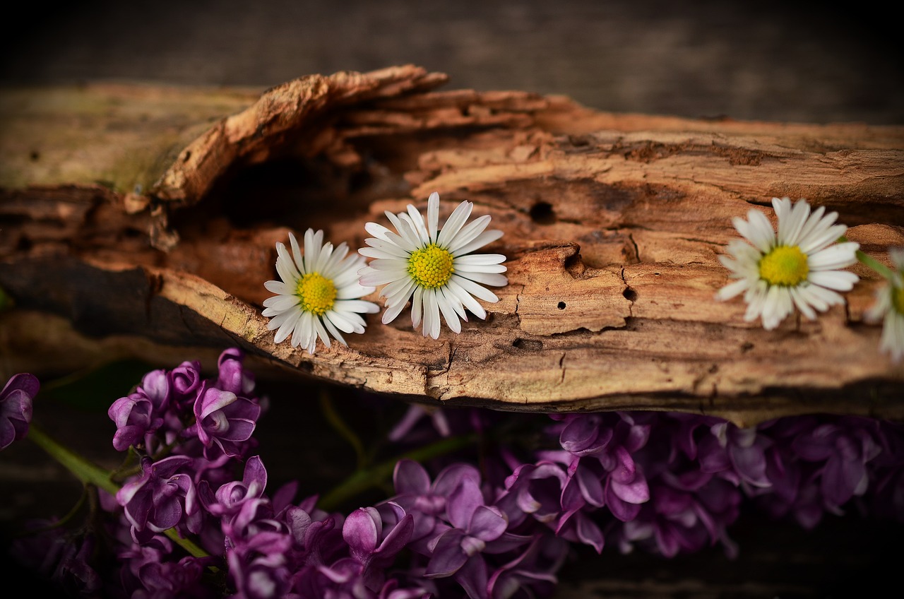 daisy, lilac, wood-1406895.jpg